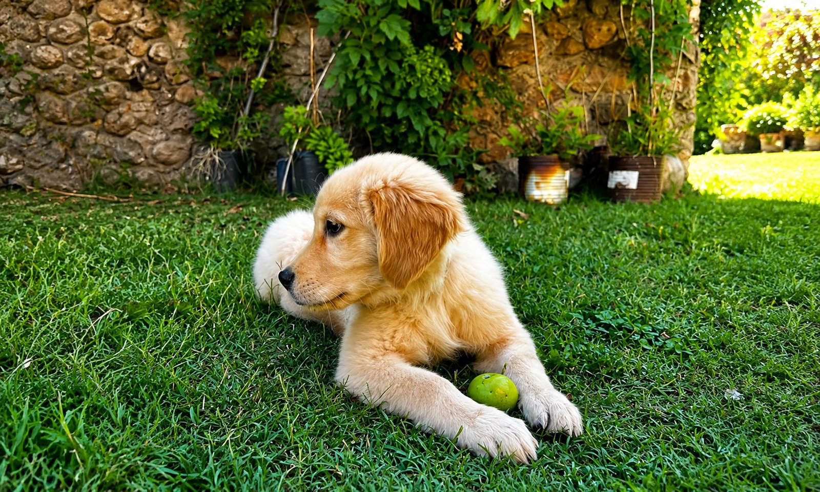 Una mascota jugando en el parque de Rocas Vivas